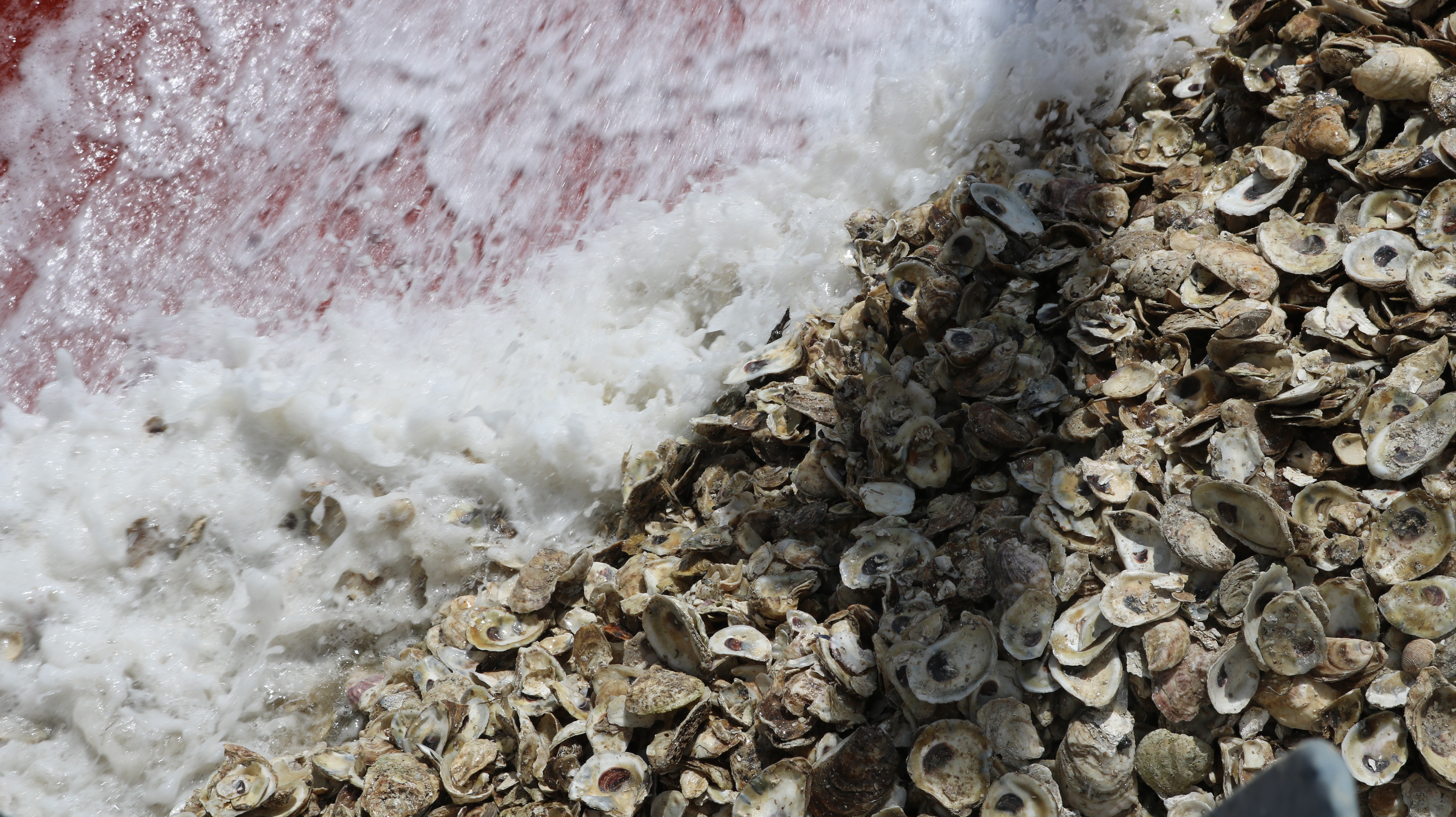 Image: Work Continues toward Goal to Restore Oysters to 10 Chesapeake Tributaries by 2025