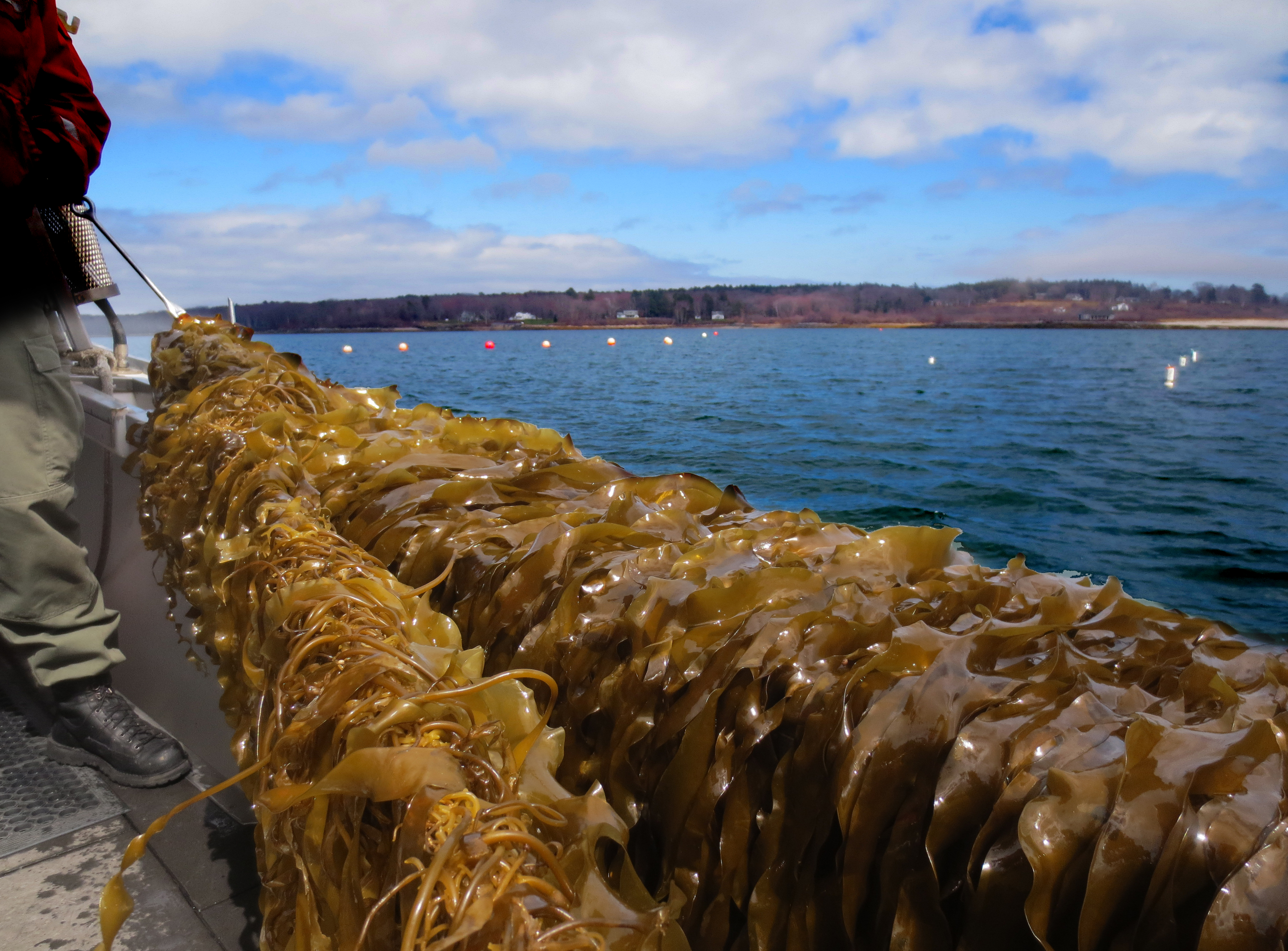 Image: Ensuring a Future for Seafood in a Changing Ocean: Part 2
