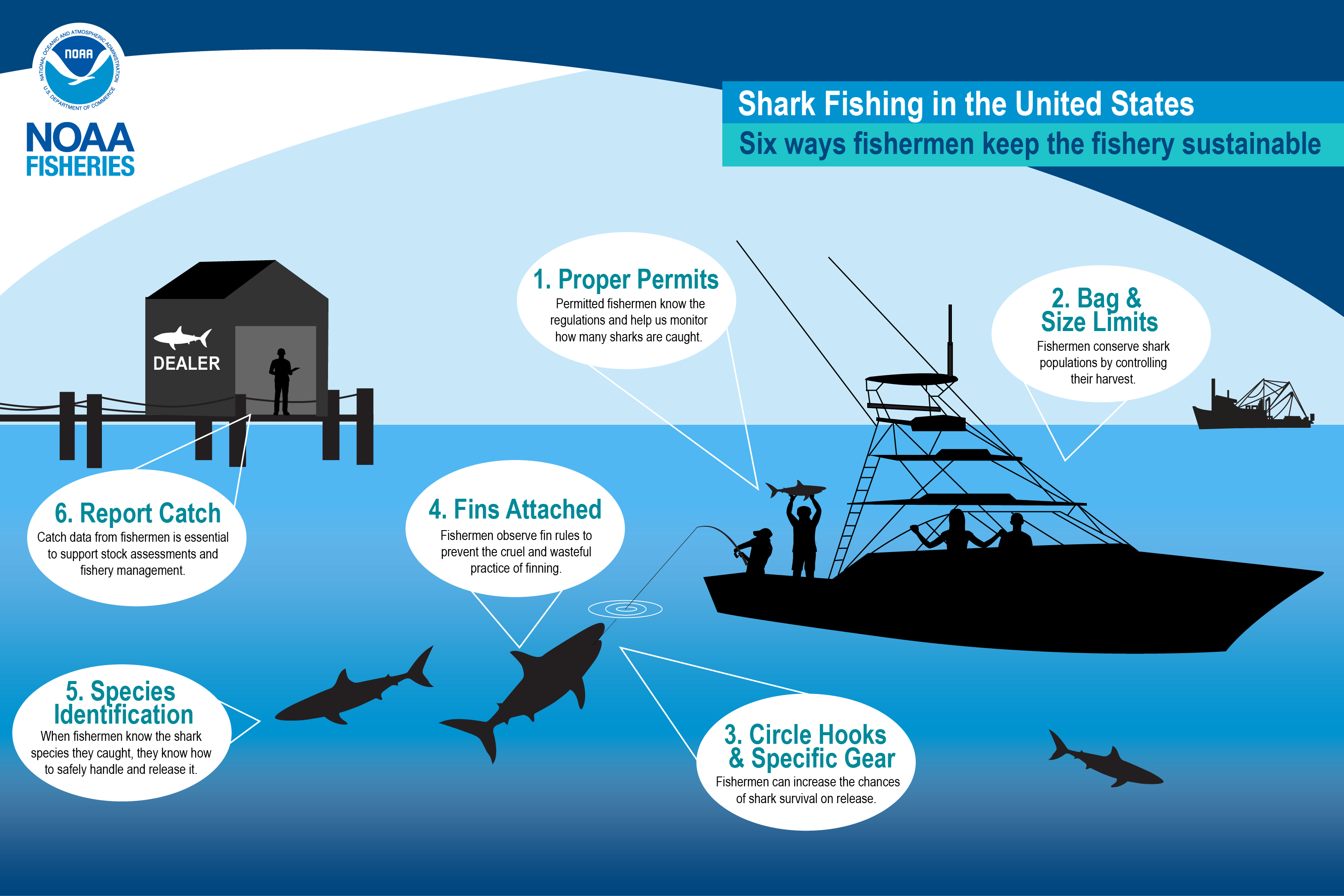 Image: Six Ways Fishermen Keep Shark Fishing Sustainable