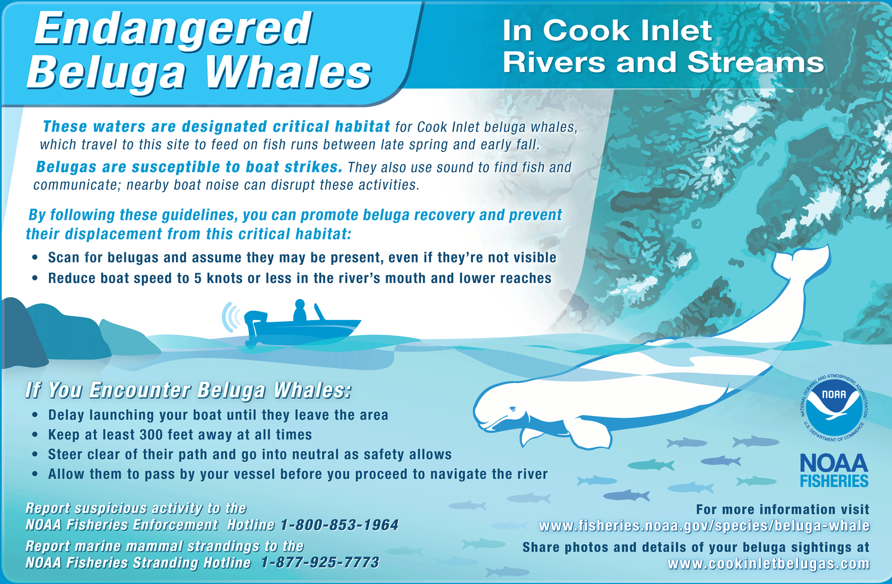 Image: Endangered Beluga Whales in Cook Inlet Rivers and Streams
