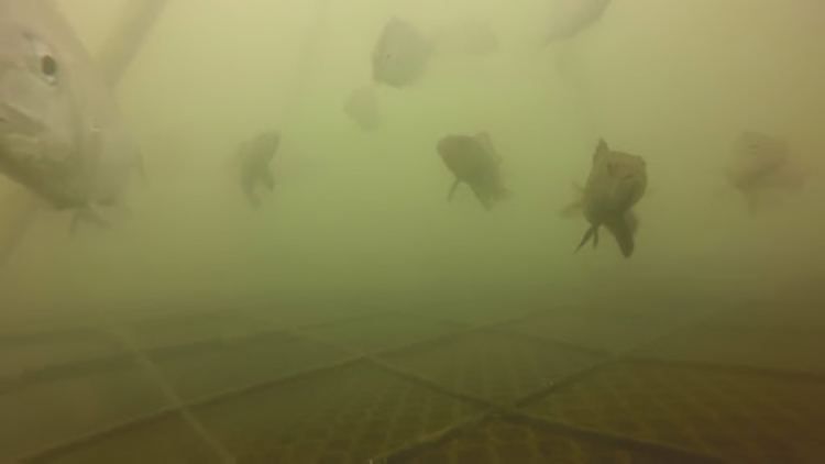 Image: Eyes Underwater: Complementary Tools Can Determine How Fish Use Oyster Aquaculture Gear