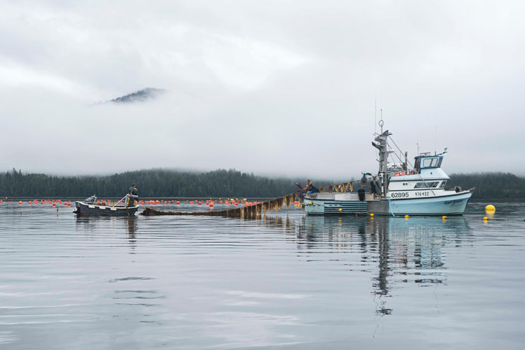 Image: New Report Highlights Alaska Aquaculture Priorities and Accomplishments