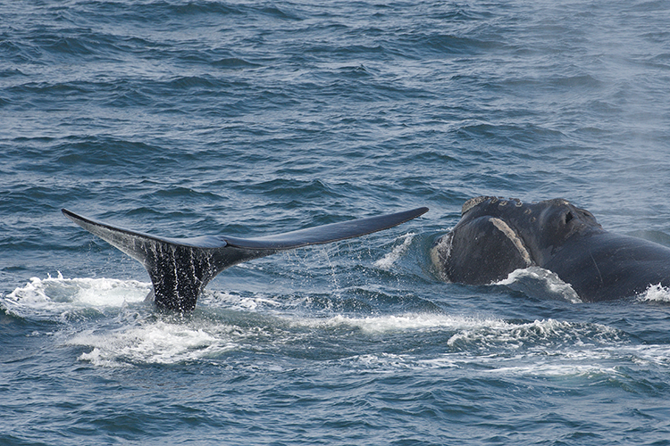 Image: Four Endangered North Pacific Right Whales Spotted in the Gulf of Alaska