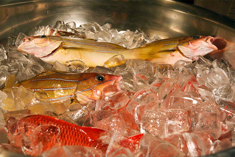 Image: An Undesired Invasive Reef Fish May Soon Increase Hawaiʻi Food Security