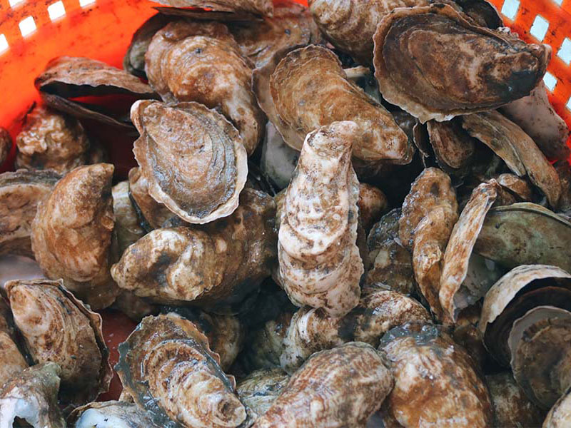 Image: The Milford Method: NOAA Fisheries’ Role in Shellfish Aquaculture