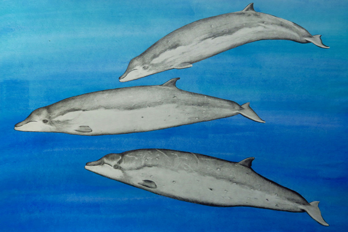 Image: International Research Team Documents Potential New Species of Beaked Whale off Mexico