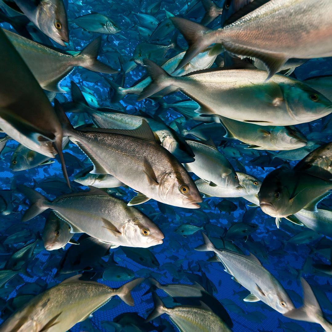 Image: Tide to Table Profiles: Blue Ocean Mariculture