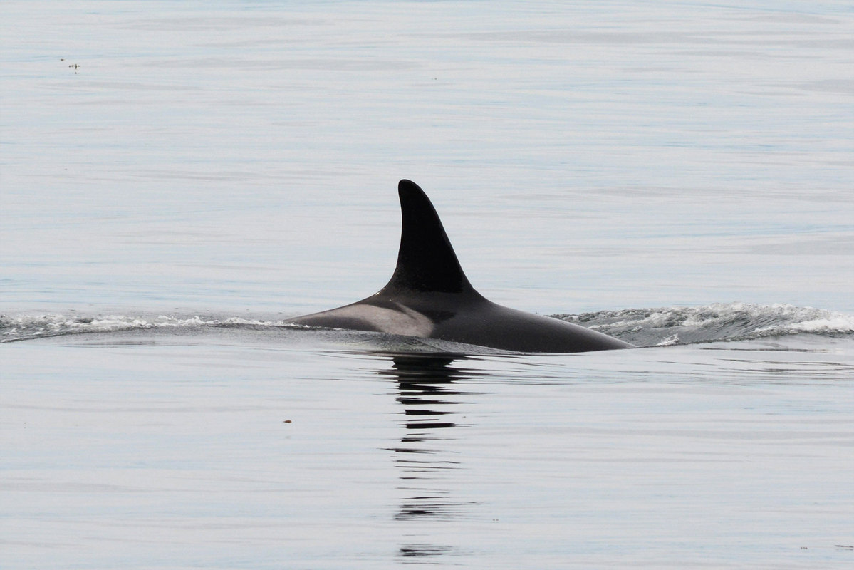 Image: Lost Whale L47 Reflects the Plight of Endangered Southern Resident Whales