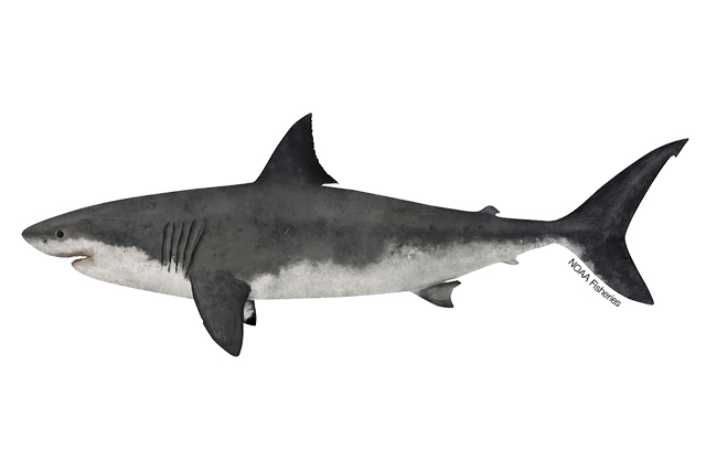 Image: White Shark