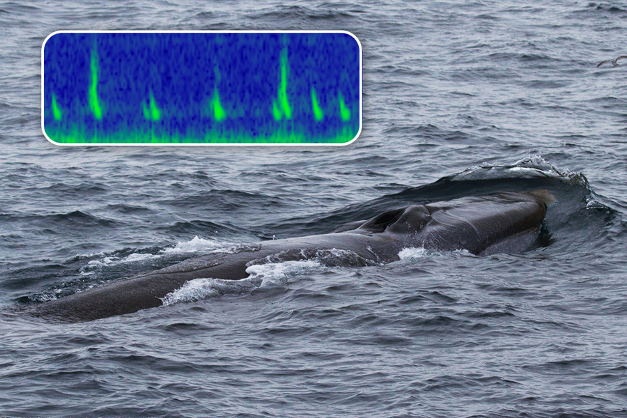 Image: AI Speeds Delivery of Information Critical for Whale Conservation