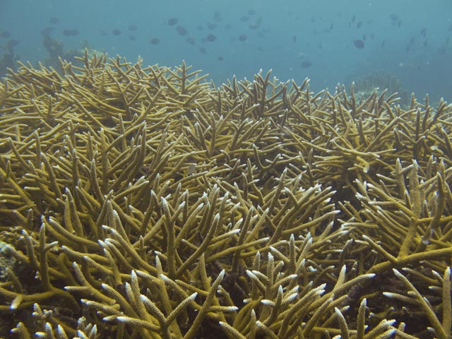 Staghorn Coral, Online Learning Center