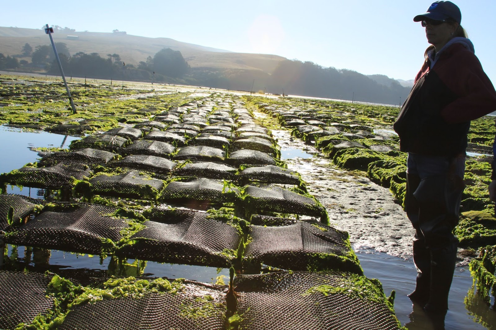 Image: A Look at Oyster Aquaculture