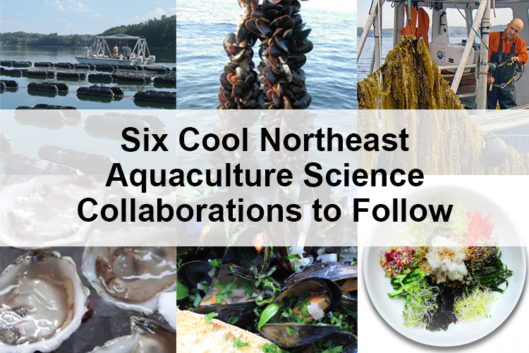 Image: 6 Cool Northeast Aquaculture Science Collaborations to Follow 