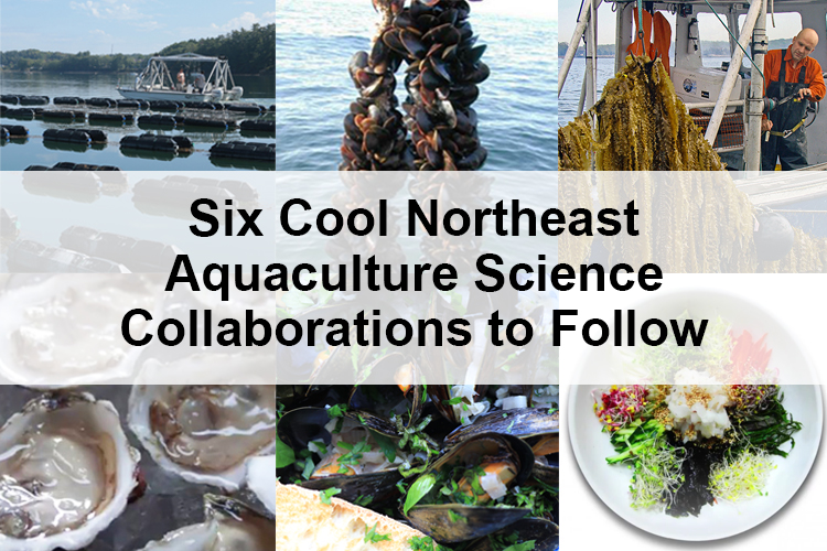 Image: 6 Cool Northeast Aquaculture Science Collaborations to Follow