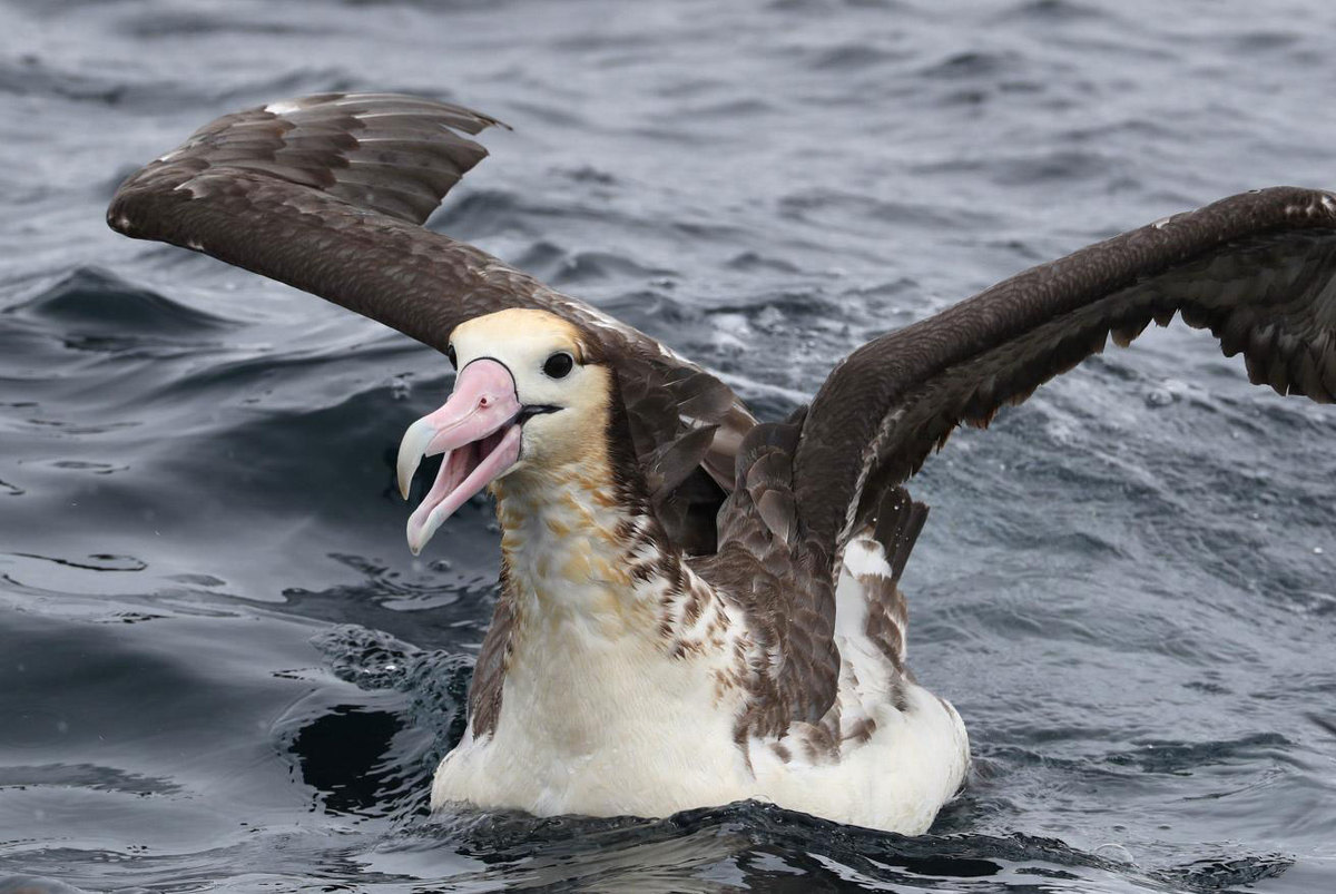 Image: 6 Ways U.S. Fisheries Reduce Albatross Bycatch