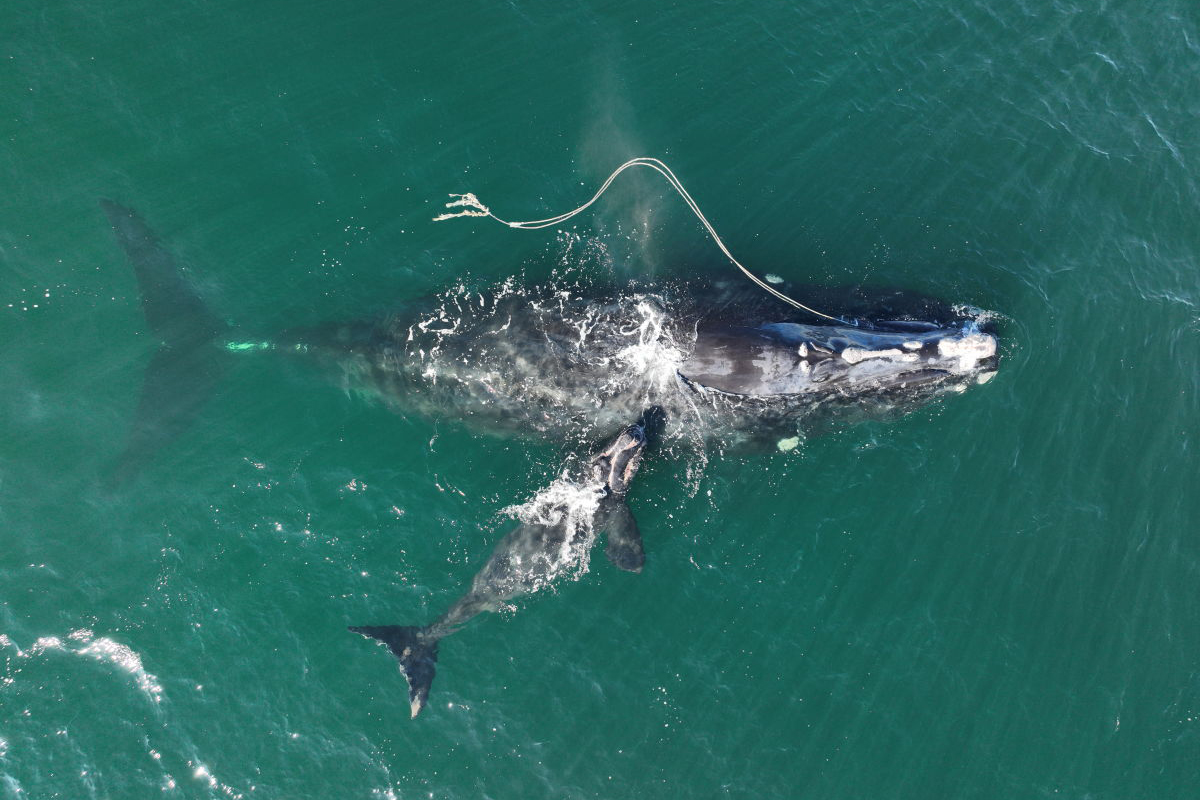 Image: A Mother Right Whale’s Perilous Odyssey