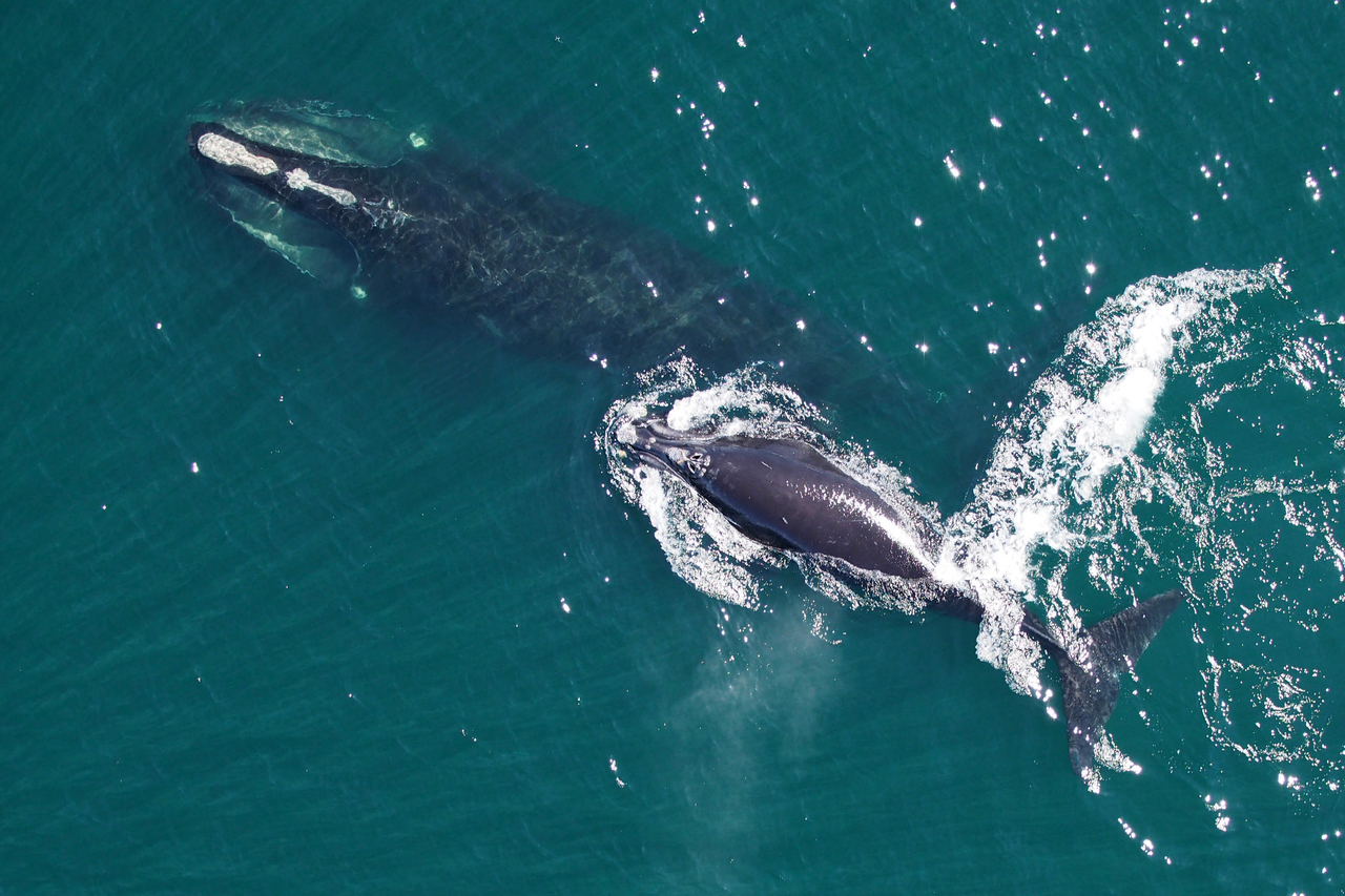 Image: Go Slow—Whales Below