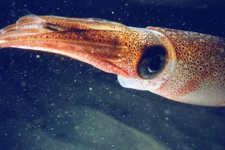 Image: Warming Ocean and Booming Squid Create New Fishing Opportunities in the Northwest, Research Finds