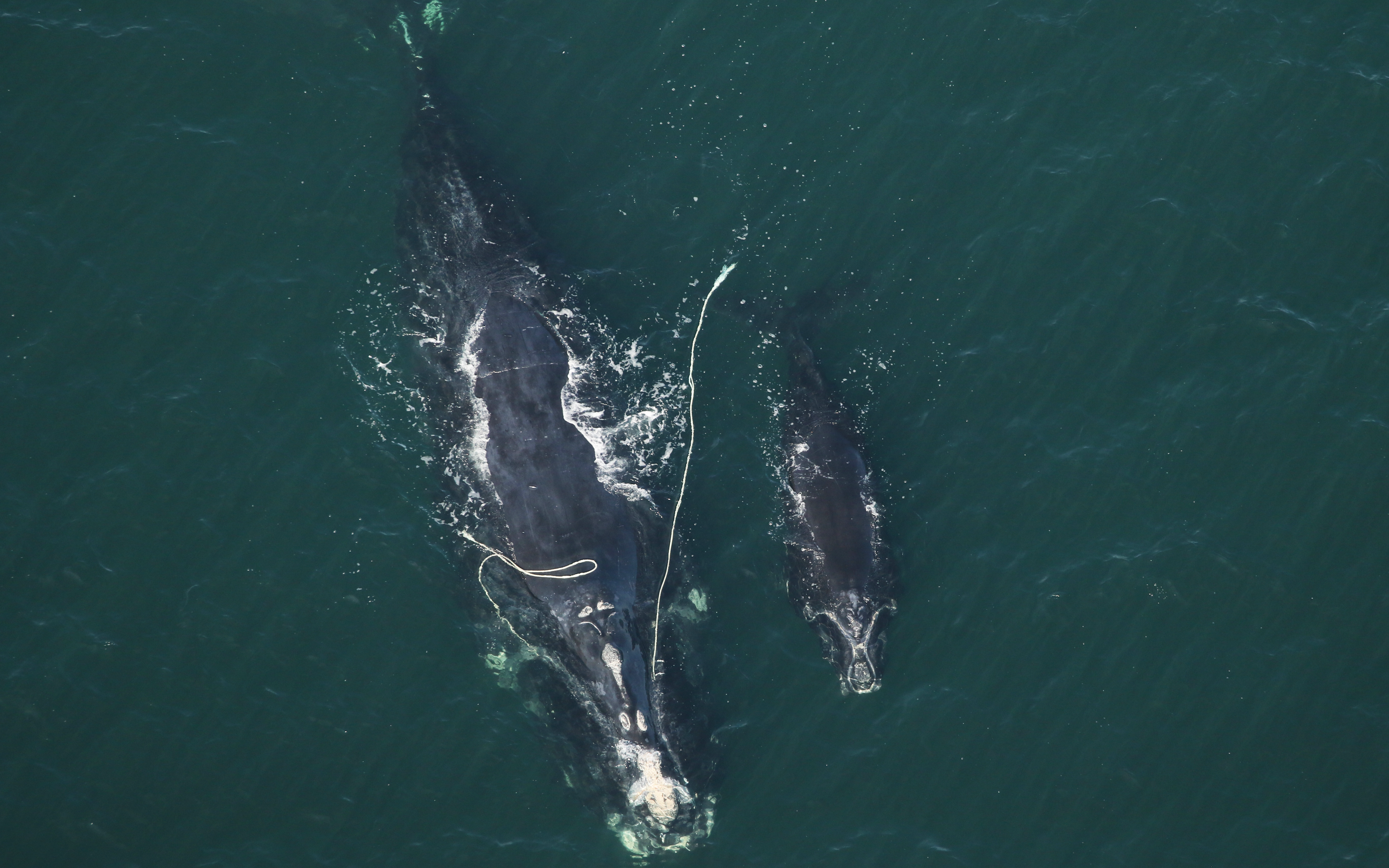 Image: Snow Cone Watch: Updates on Entangled Right Whale Mother and Newborn Calf