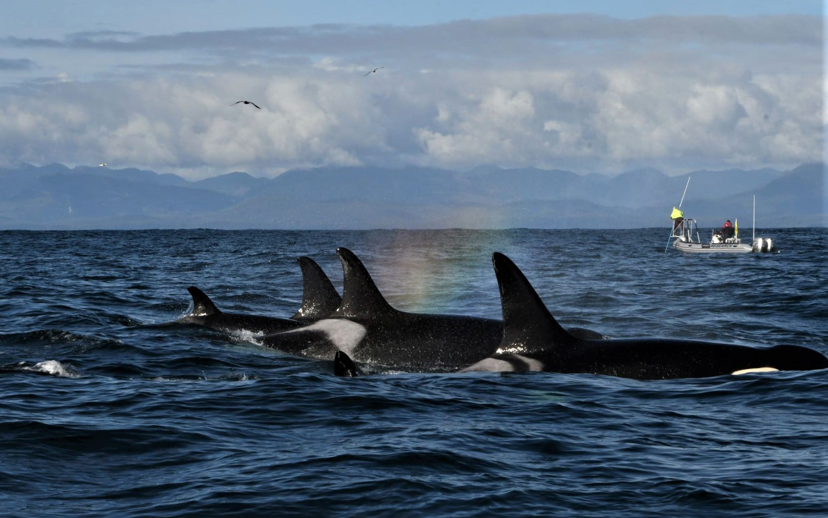 Image: Podcast: Checking In on Endangered Southern Resident Killer Whales