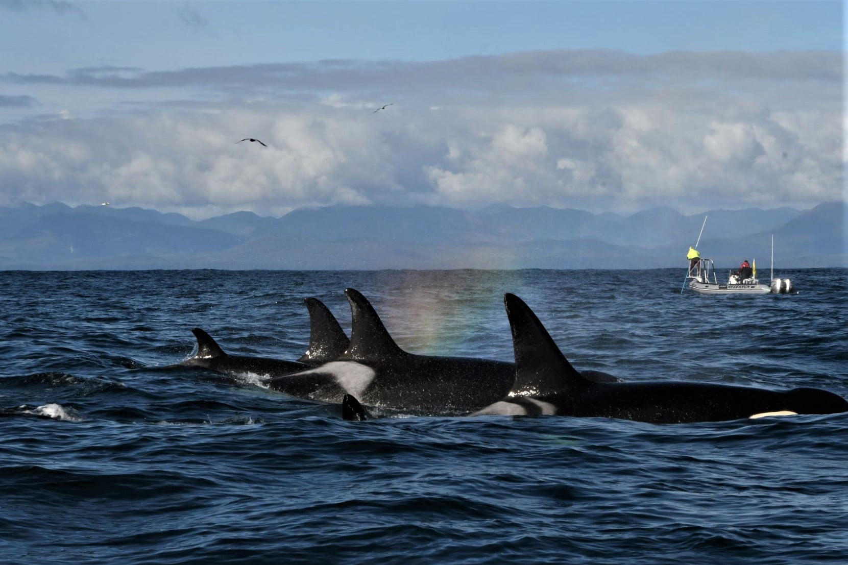 Image: NOAA Fisheries Completes 5-Year Review of Endangered Southern Resident Killer Whales 