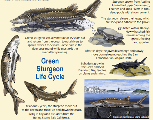Green sturgeon life cycle