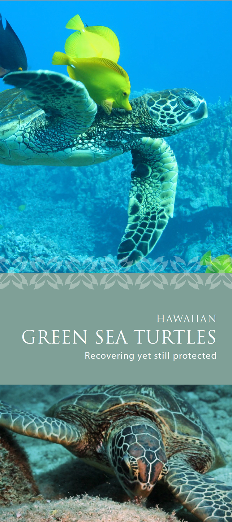 Image: Hawaiian Green Sea Turtle Brochure