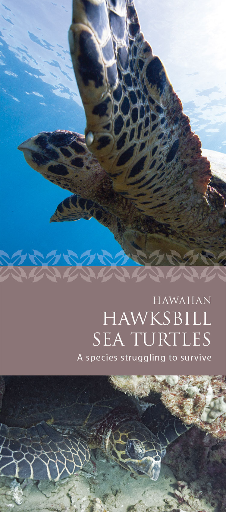 Image: Hawaiian Hawksbill Sea Turtle Brochure