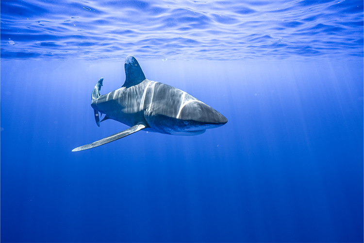 Image: Video: Get to Know Your Pacific Islands Threatened and Endangered Species