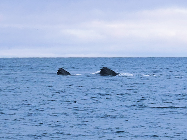 Image: New Photos May Be First Visual Evidence Of North Pacific Right Whales Feeding In Bering Sea In Winter