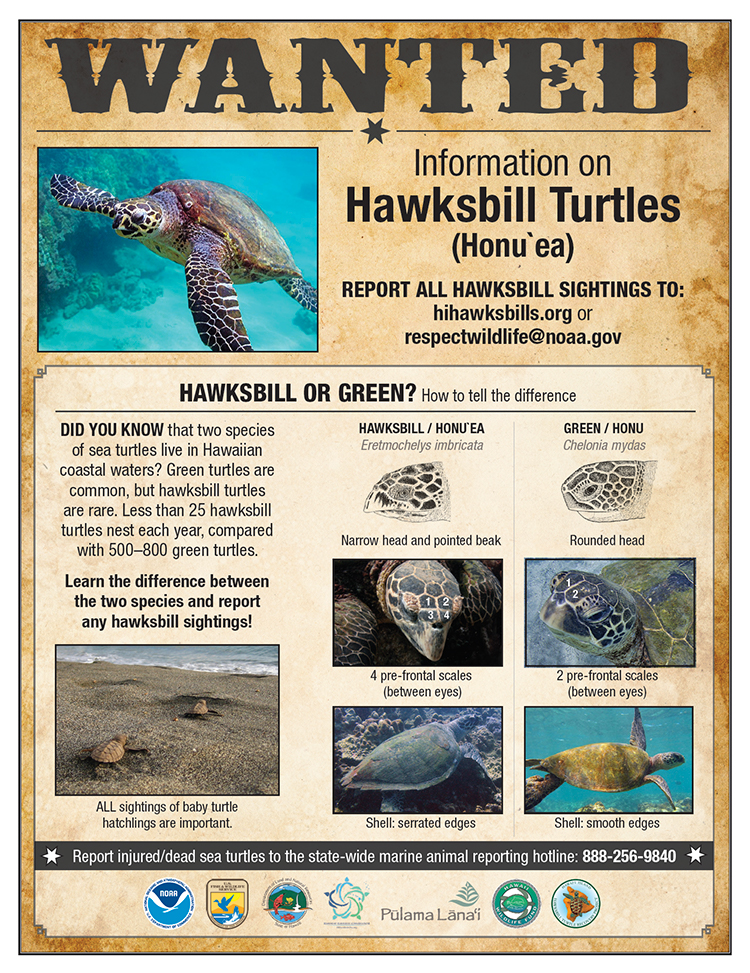Image: Hawaiian Hawksbill Sea Turtle Reporting Poster