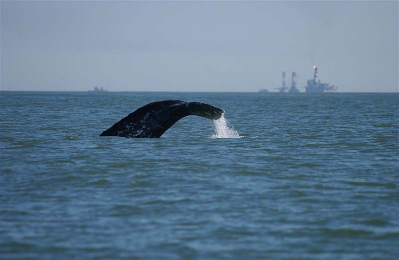 Image: A Whale’s World of Sound