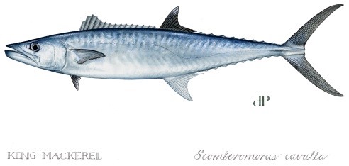 Image: Commercial Gillnet Harvest of King Mackerel in Federal Waters of the Gulf of Mexico Southern Zone Will Close on March 2, 2022