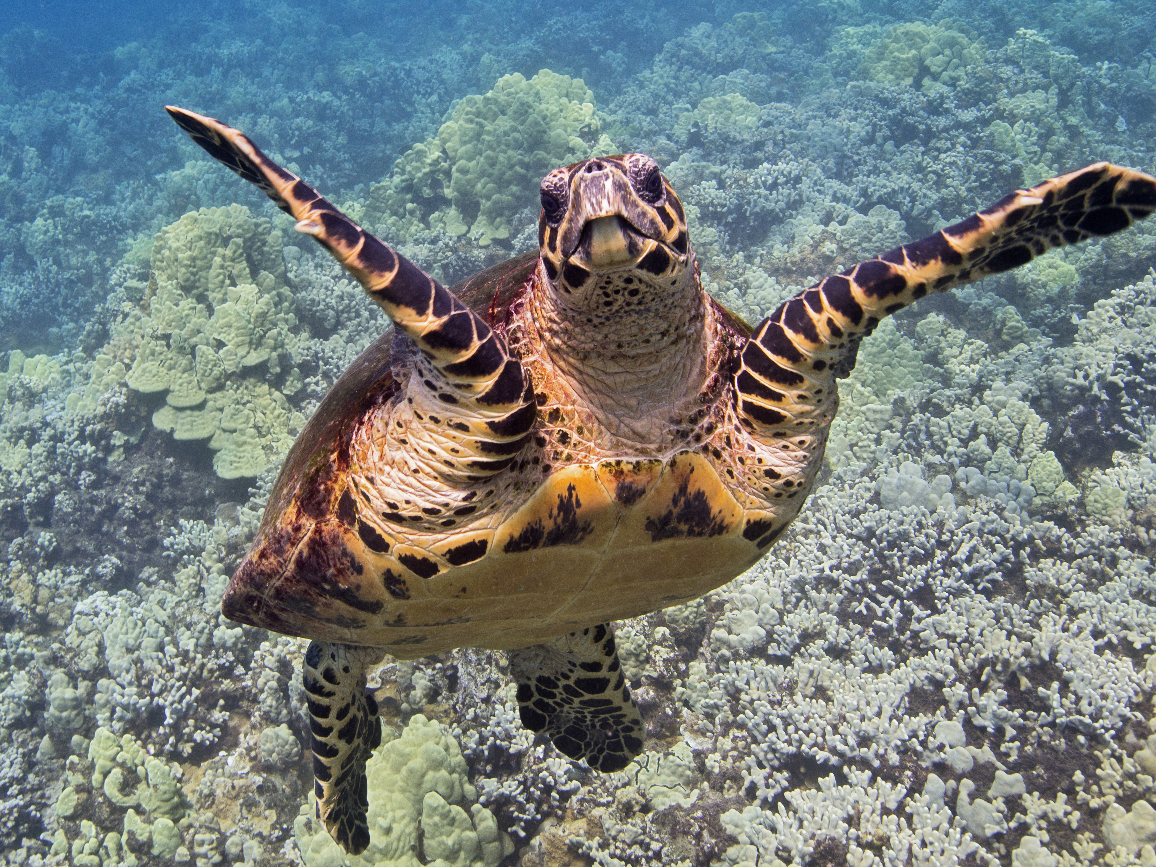 Image: Nesting, Threats, and Social Behaviors of Hawaiian Hawksbill Sea Turtles