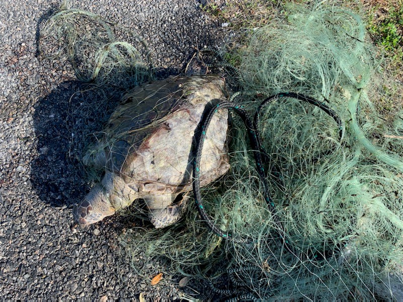 Image: NOAA Offers Reward up to $20,000 for Information on Dead Sea Turtle 