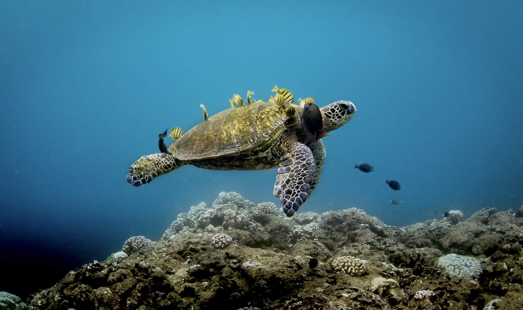 Image: 11 Marvelous Marine Life Photos