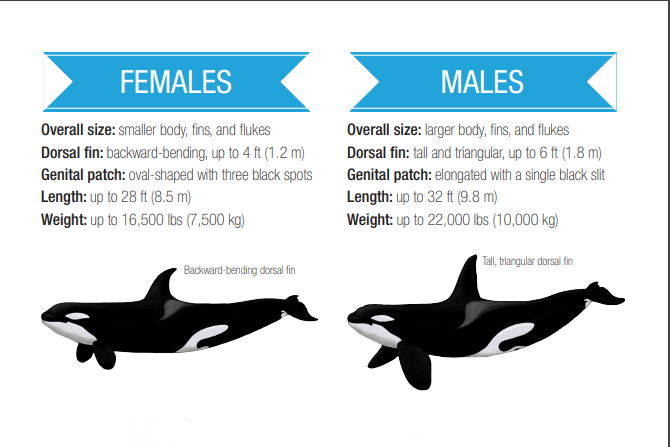 Image: Southern Resident Killer Whale Fin Matching Activity