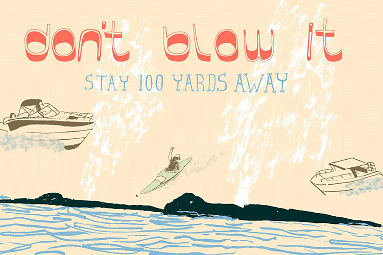 Image: Safe Whale Watching Postcard
