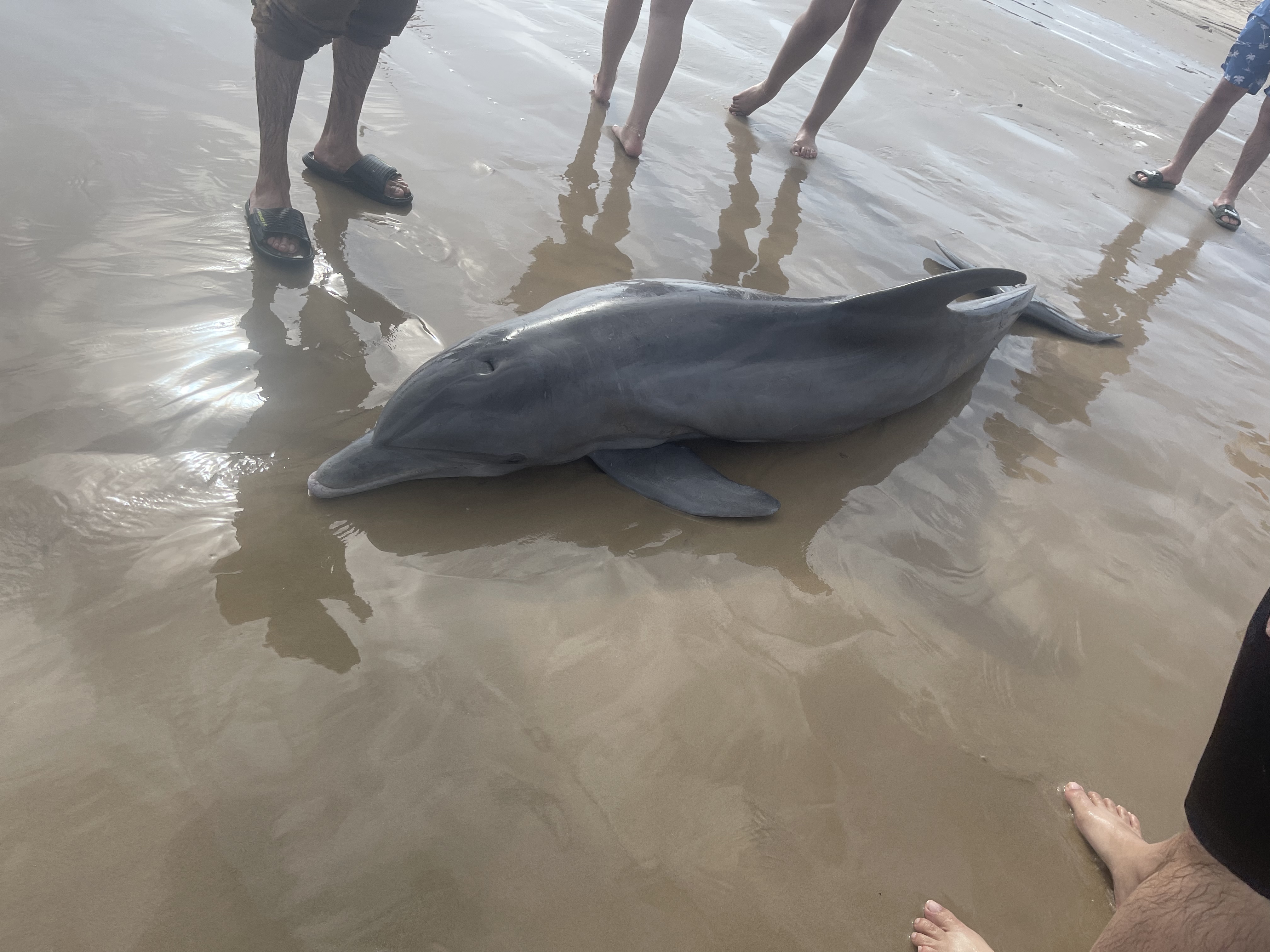 Image: Texas Dolphin Harassed to Death