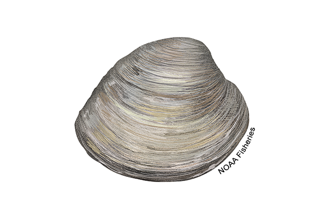 Image: Northern Quahog