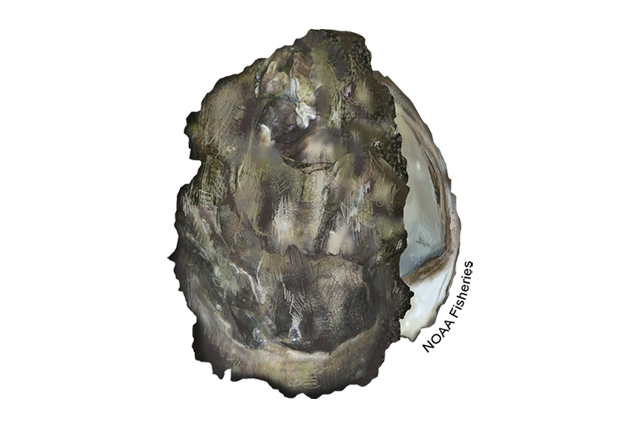 Image: Pacific Oyster