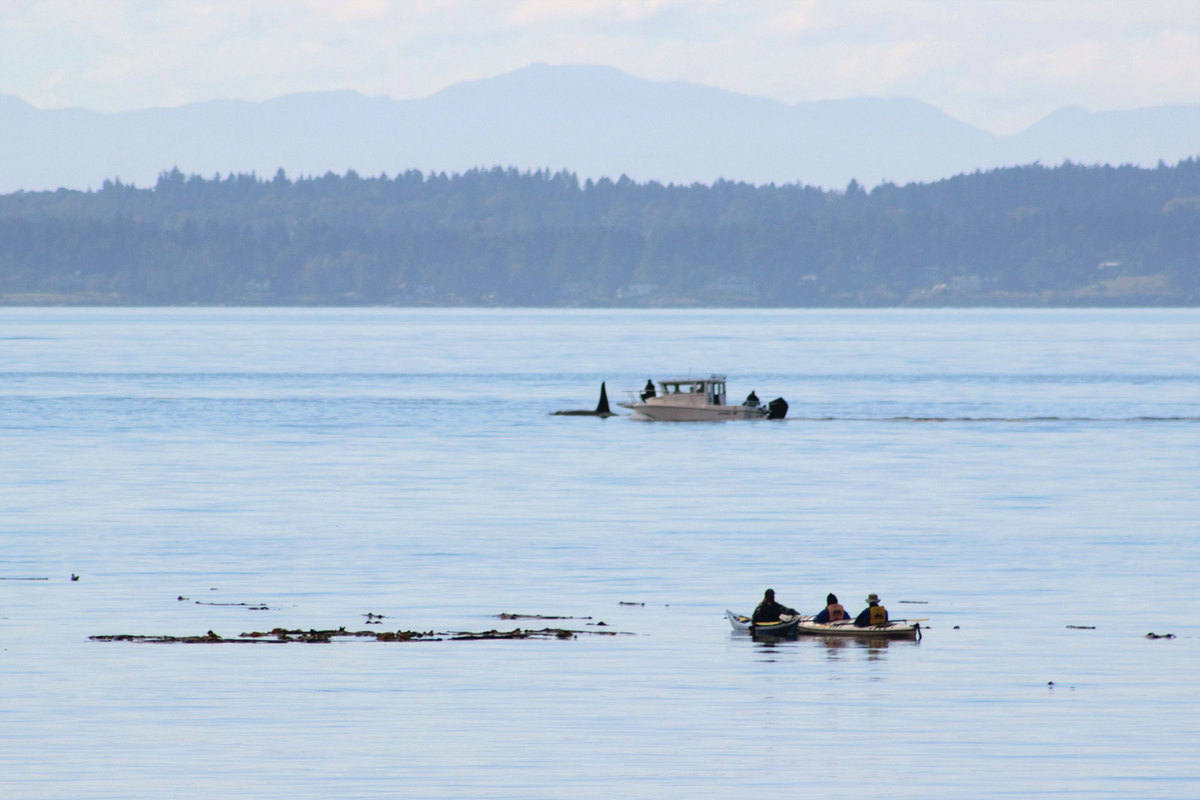Image: Boaters Pay Fines for Approaching Endangered Killer Whales, Putting Their Feeding at Risk