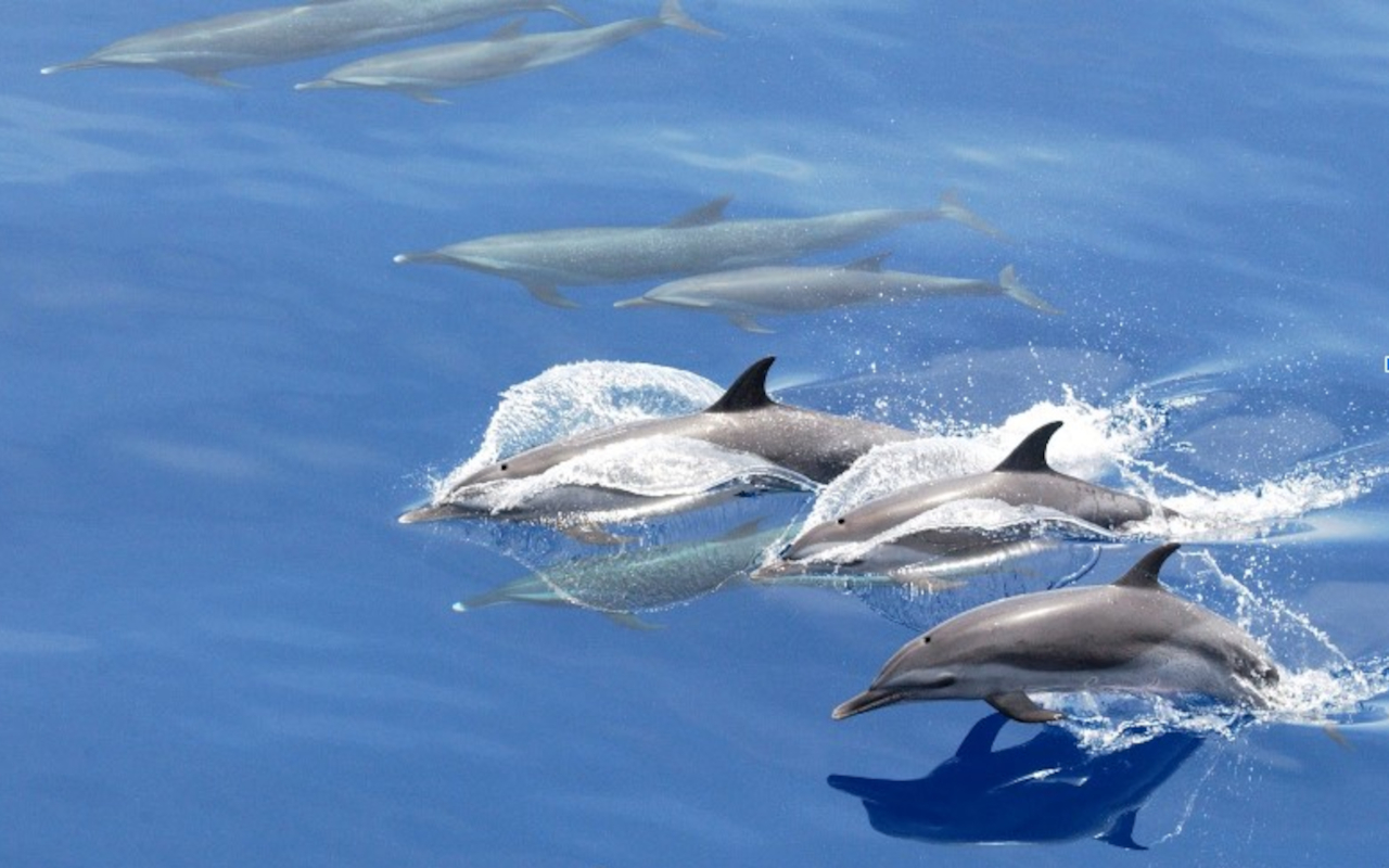 Image: Marine Mammal and Turtle Division, Southeast Fisheries Science Center