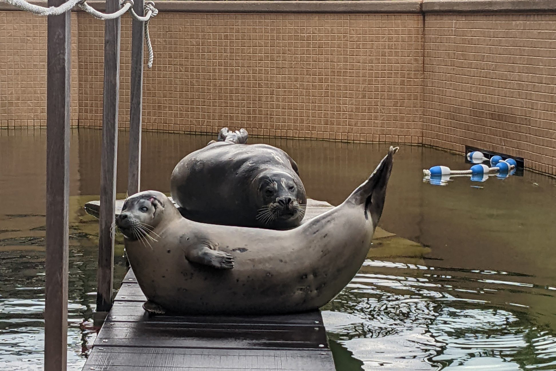Image: Woods Hole Science Aquarium Reopens to Public