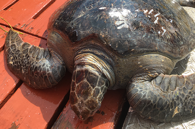 Image: Sea Turtles in Alaska? Yes, We Have Them In the Far North!