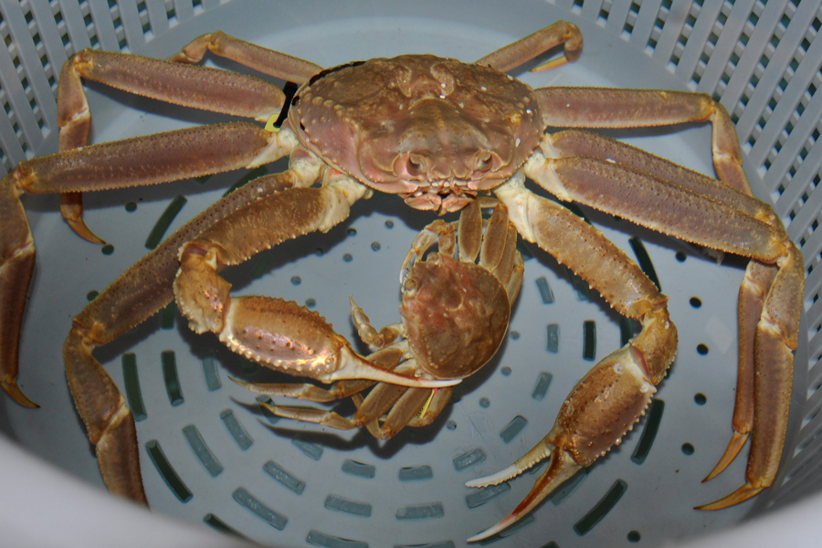 Image: Snow Crab May Be Resilient to Ocean Acidification