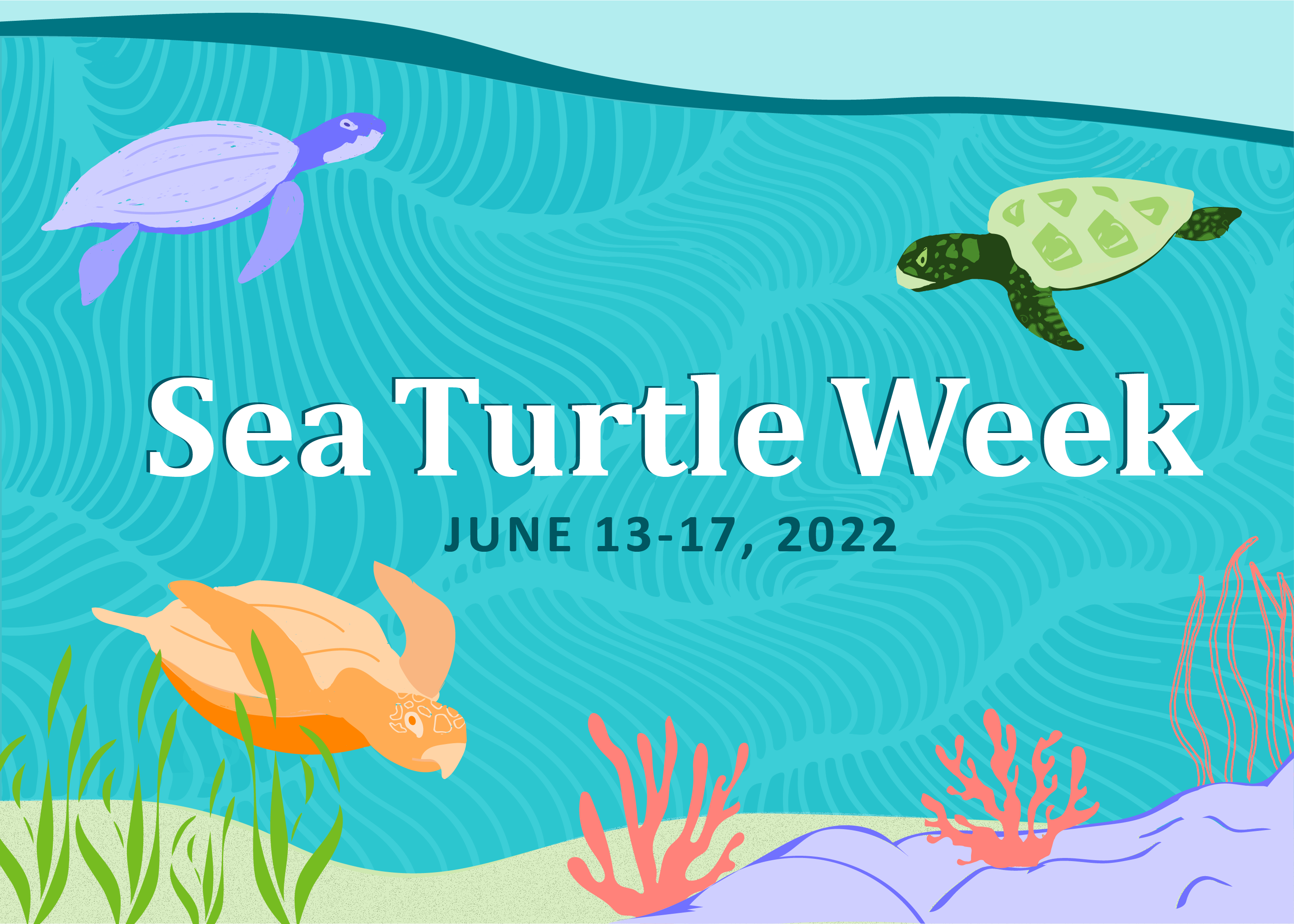 Image: Sea Turtle Week 2022