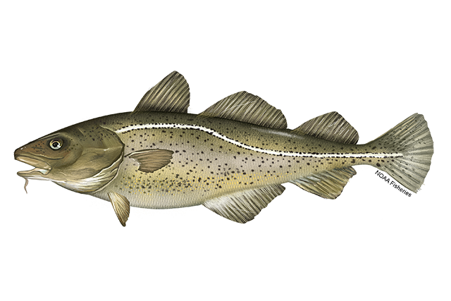 Image for Atlantic or Pacific Cod