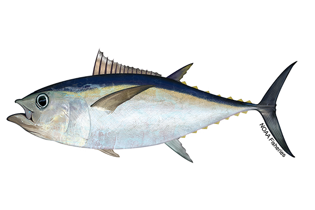 Image: 2023 U.S. Territorial Longline Bigeye Tuna Catch Limits