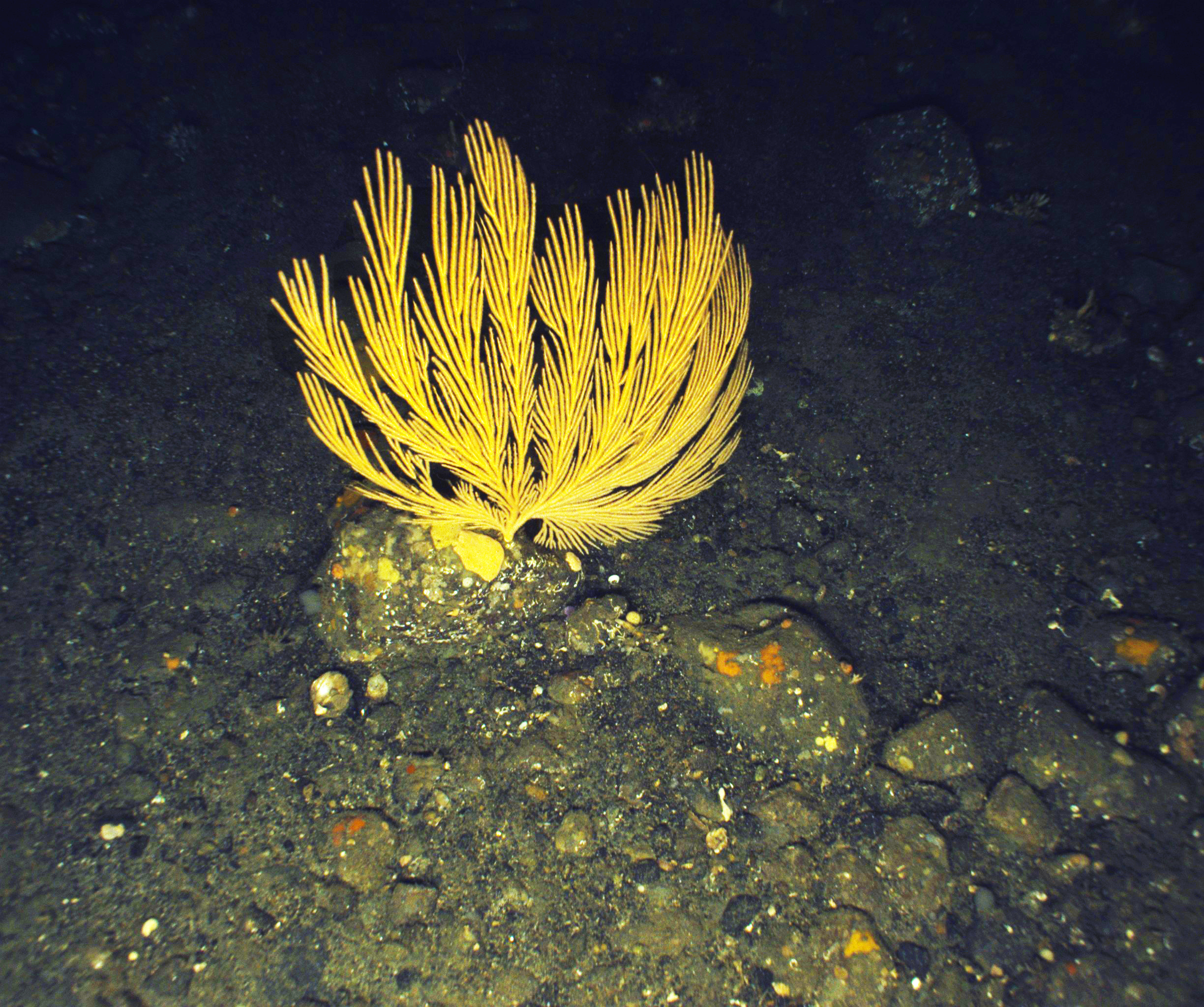 Image: Innovation to Learn More About Alaska's Deep-Sea Corals and the Species that Live There Post #8